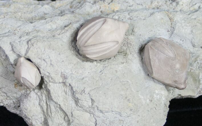 Multiple Blastoid (Pentremites) Plate - Illinois #10653